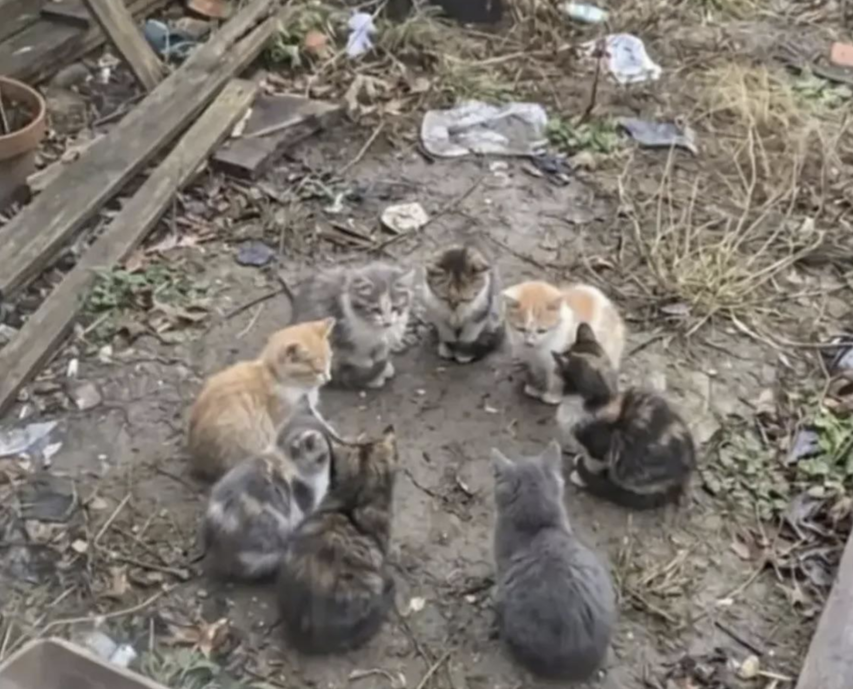 A meowting of the minds.
