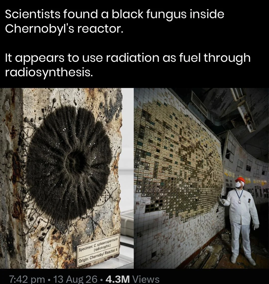 Nothing to see here, just a little black fungus inside Chernobyl's reactor.