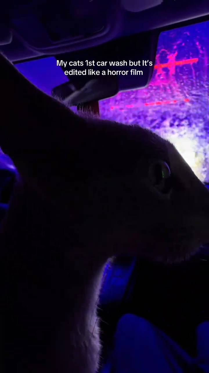 Cat in the Carwash