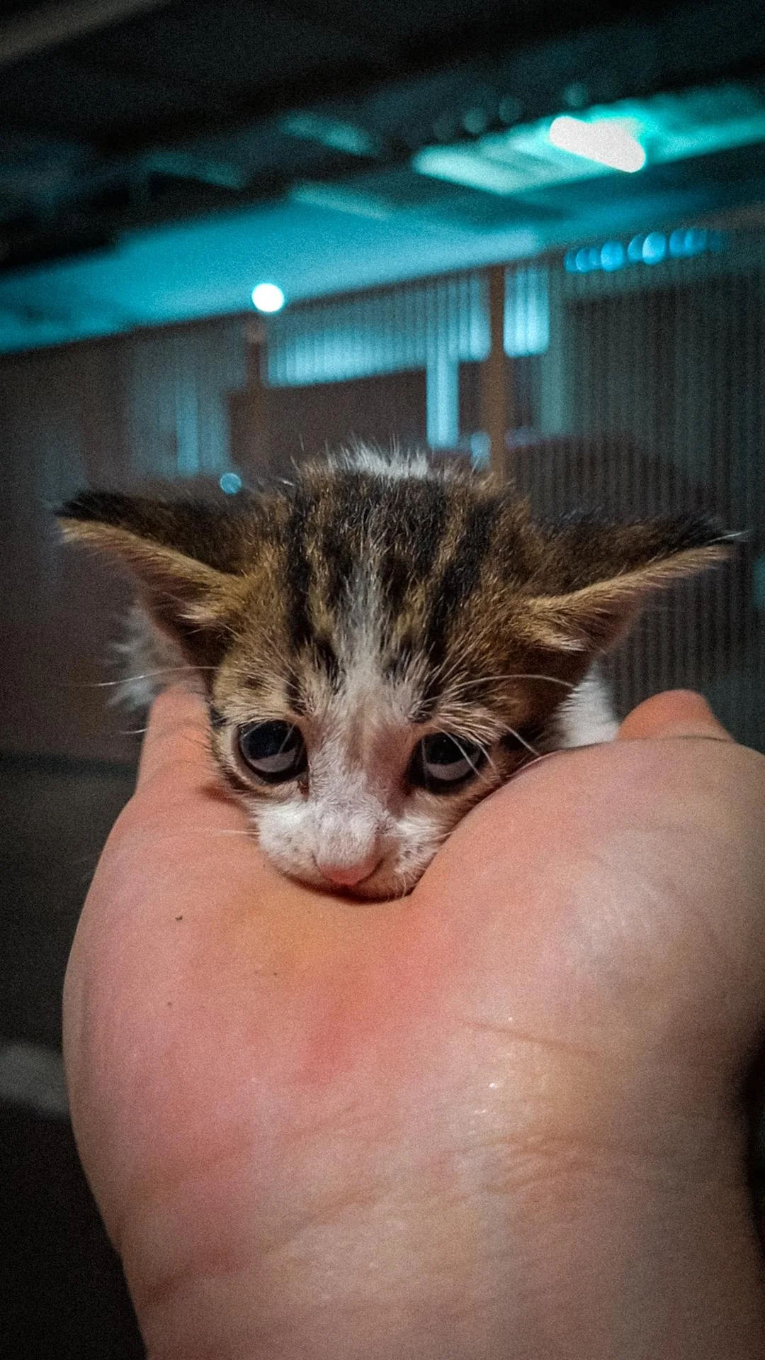 Cats