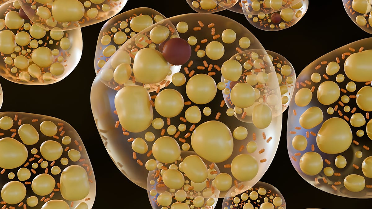 Experimental Drug Makes Obese Mice Burn Fat Without Losing Muscle Or Eating Less