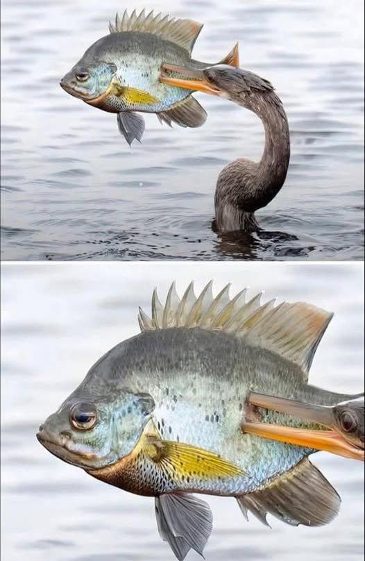 Memes